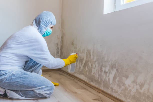Licensed Commercial Mold Remediation service in Wimauma, FL - WQB Mold Removal